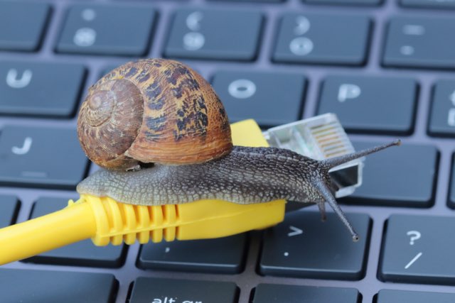 Slow internet speed indicated by a snail on a network cable on a computer keyboard